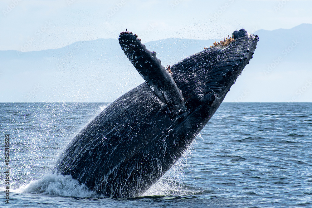 Fototapeta premium Humpback whale breaching