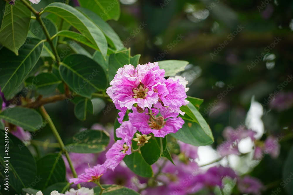 Close-up of purple Lagerstroemia speciosa flower blooming in summer Close-up of purple Lagerstroemia speciosa flower blooming in summer