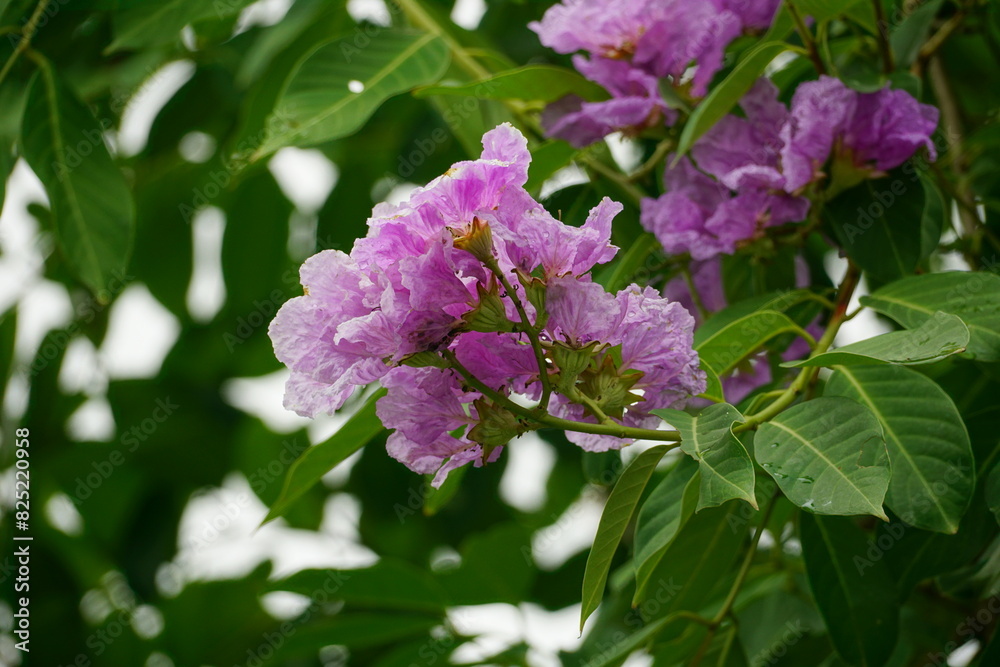 Close-up of purple Lagerstroemia speciosa flower blooming in summer Close-up of purple Lagerstroemia speciosa flower blooming in summer