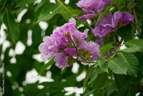 Close-up of purple Lagerstroemia speciosa flower blooming in summer