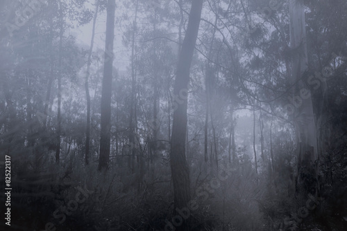 Foggy woods at dusk