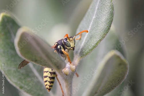 Macro of an european colorful wasp