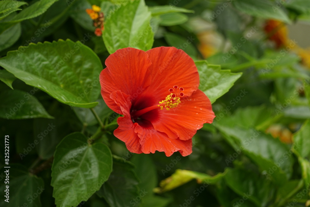 Close-up of red hibiscus blooming Close-up of red hibiscus blooming