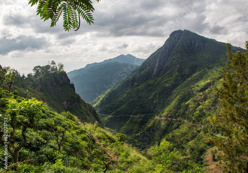 Tea bushes growing on a steep slope in Sri Lanka photo