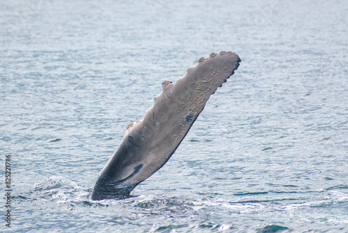Humpback whale pectoral fin