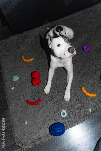 The Dog Ate All The Toys photo