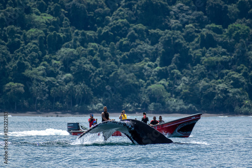 Humpback whale diving 