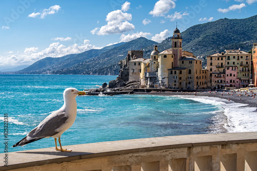Seagull on the seaside of Camogli photo
