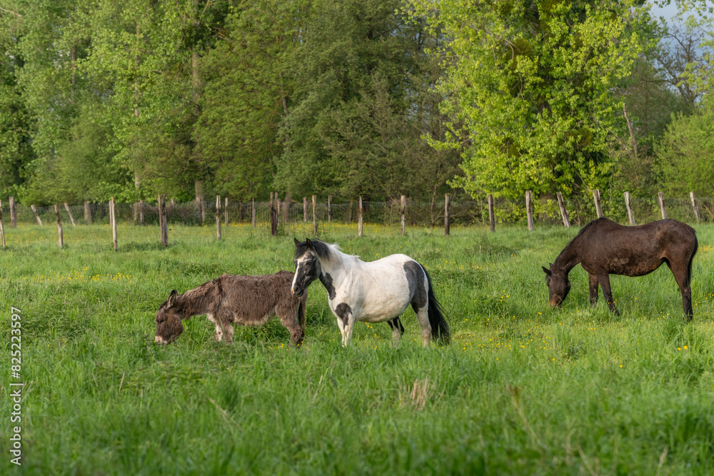 Two horses and a donkey in a pasture in spring. Two horses and a donkey in a pasture in spring.