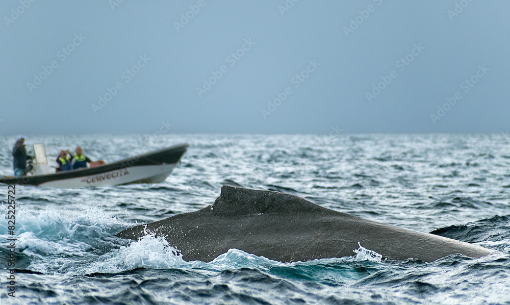 Fototapeta premium Humpback whale dorsal fin