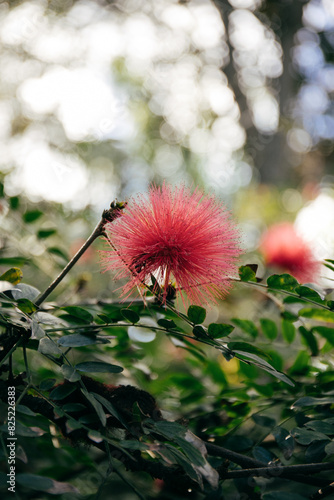 Calliandra flower
 photo