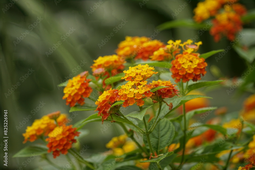 Close-up of Lantana camara flowers blooming Close-up of Lantana camara flowers blooming