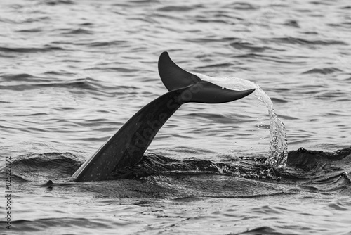 Dolphin tail