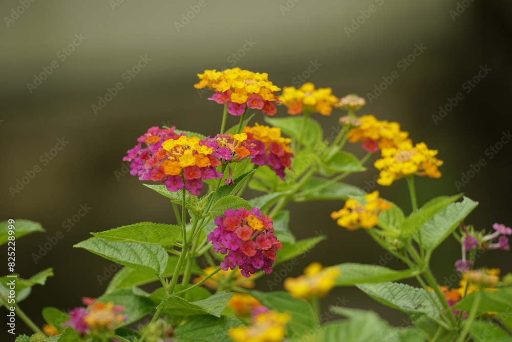 Close-up of Lantana camara flowers blooming Close-up of Lantana camara flowers blooming