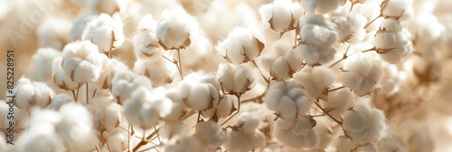 A bunch of white cotton flowers with a yellowish tint