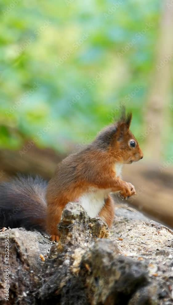 Vertical shot of a red squirrel chewing, with another squirrel in the background. Vertical shot of a red squirrel chewing, with another squirrel in the background.