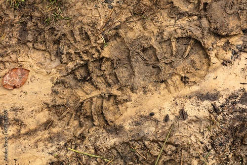 Fototapeta Naklejka Na Ścianę i Meble -  Wet mud foot print on forest trail in Poland
