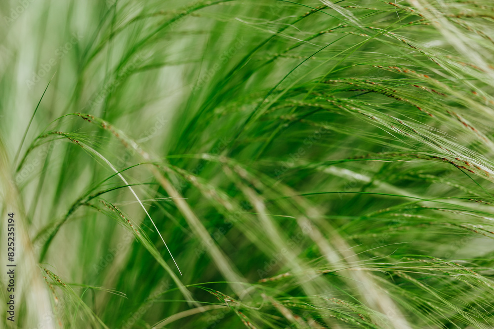 Fresh green ornamental feathery grass grow in a grassland. Abstract natural background. Cereals growing in a farmland in windy day. Nature and flora. Fresh green ornamental feathery grass grow in a grassland. Abstract natural background. Cereals growing in a farmland in windy day. Nature and flora.