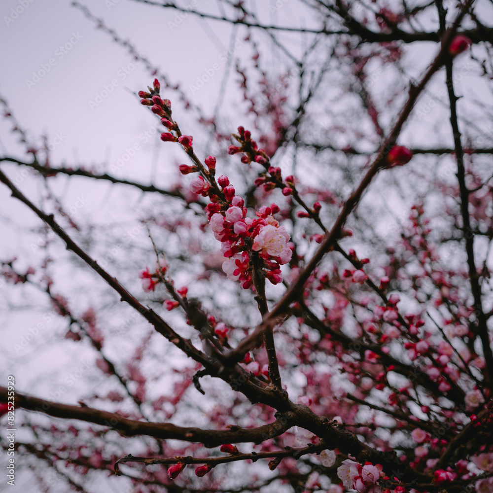 tree blossom tree blossom