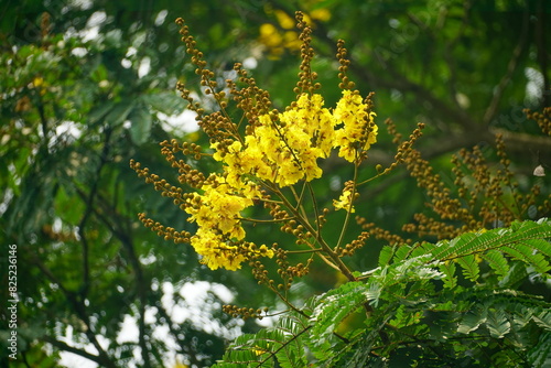Close-up of yellow Peltophorum pterocarpum flower blooming on a tree
