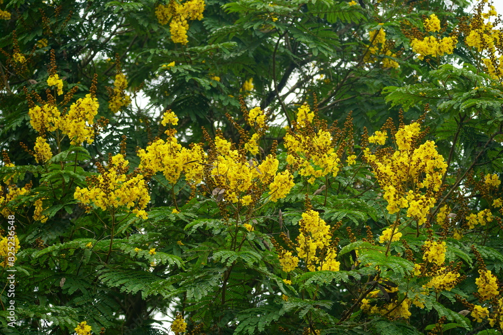 Obraz premium Close-up of yellow Peltophorum pterocarpum flower blooming on a tree