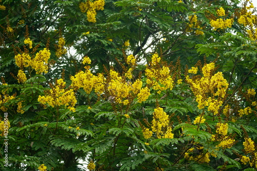 Close-up of yellow Peltophorum pterocarpum flower blooming on a tree photo