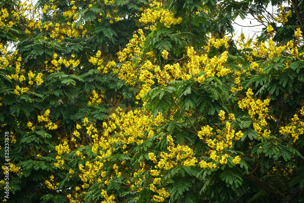 Obraz premium Close-up of yellow Peltophorum pterocarpum flower blooming on a tree