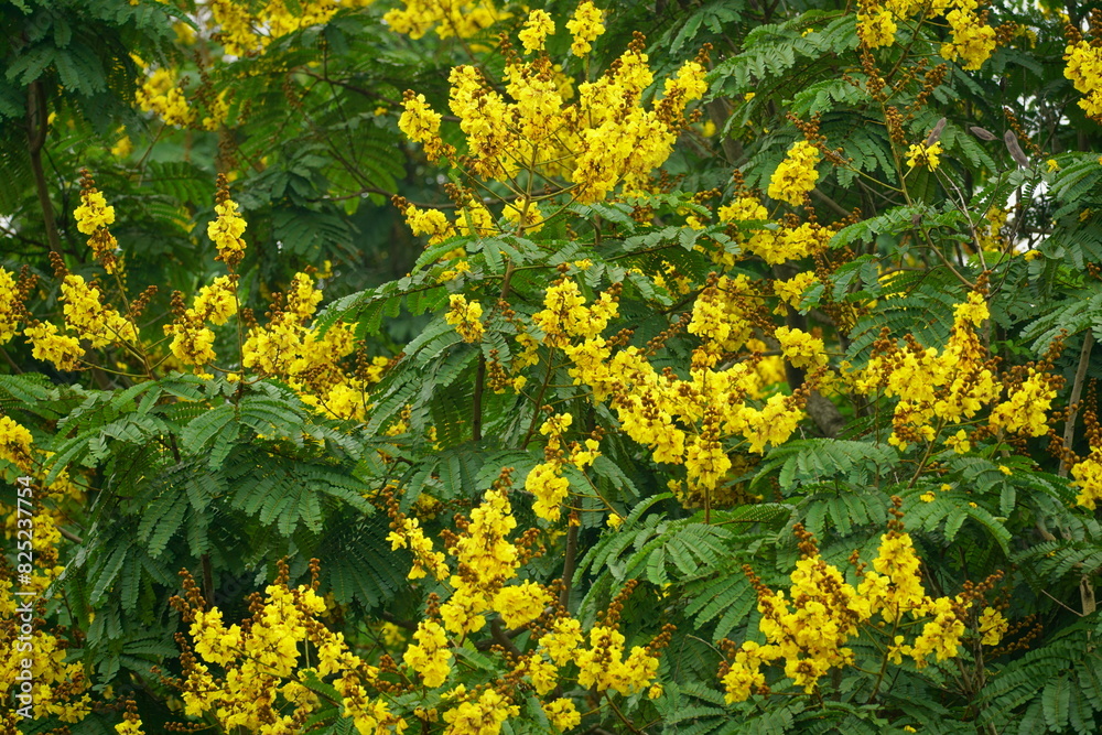 Obraz premium Close-up of yellow Peltophorum pterocarpum flower blooming on a tree