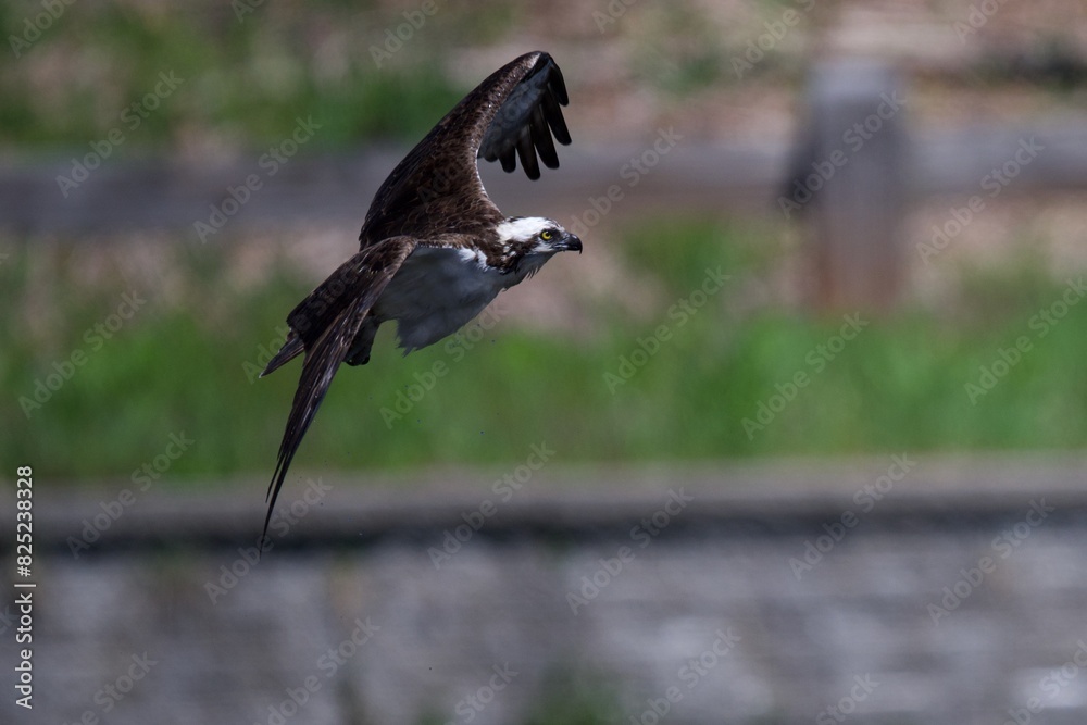 Fototapeta premium Bird in flight