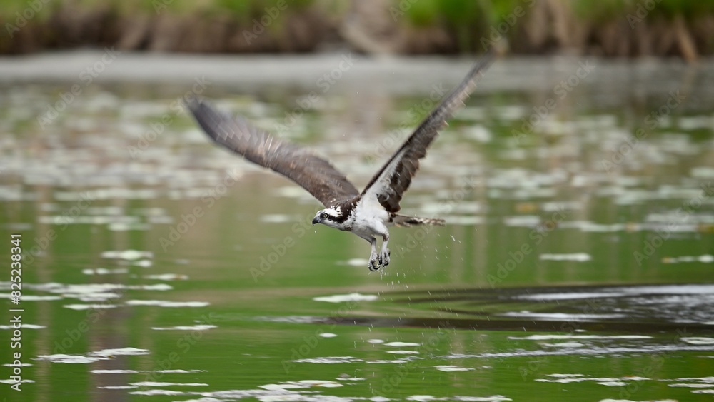 Osprey flying Osprey flying