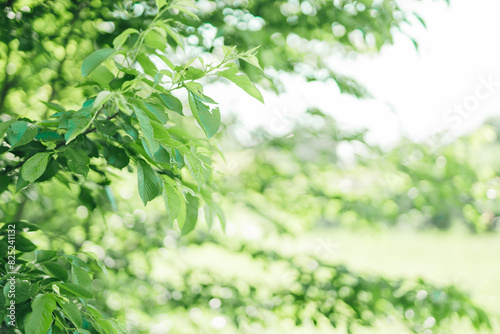綺麗な草原の風景