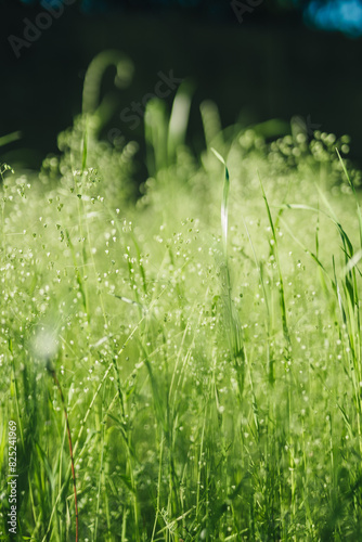 綺麗な草原の風景