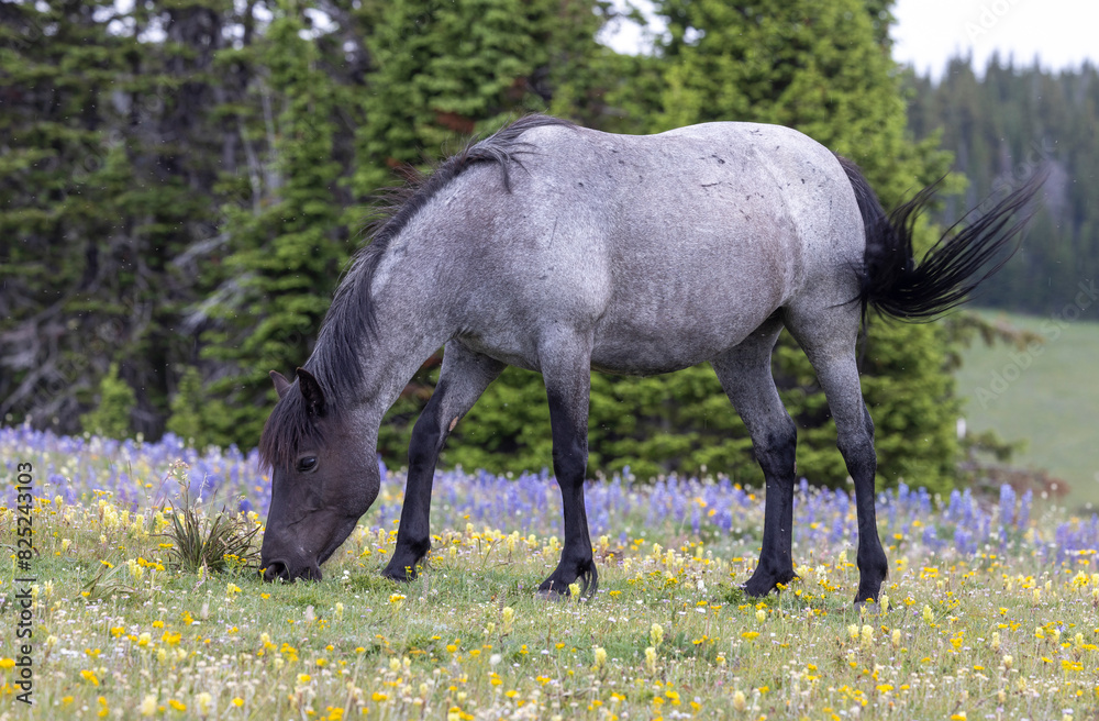 Wild Horse in Summer in the Pryor Mountains Montana Wild Horse in Summer in the Pryor Mountains Montana