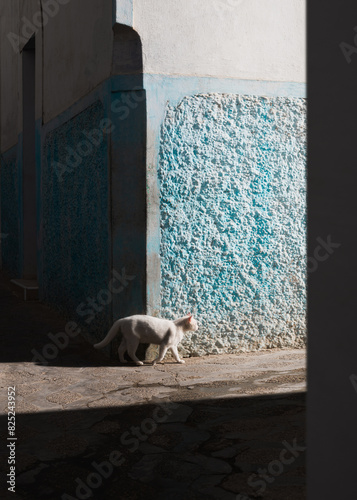 Cat Prowler