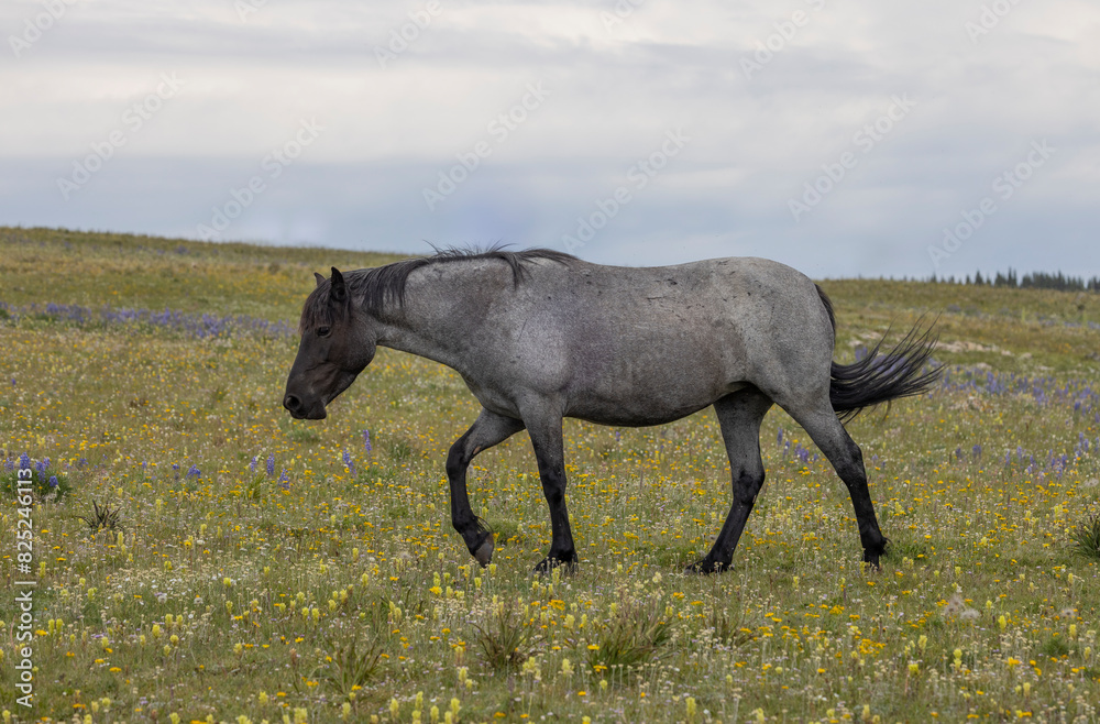 Wild Horse in Summer in the Pryor Mountains Montana Wild Horse in Summer in the Pryor Mountains Montana