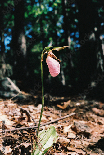 Rare Lady Slipper Orchid Flower Growing Wild in the Maine Woods photo