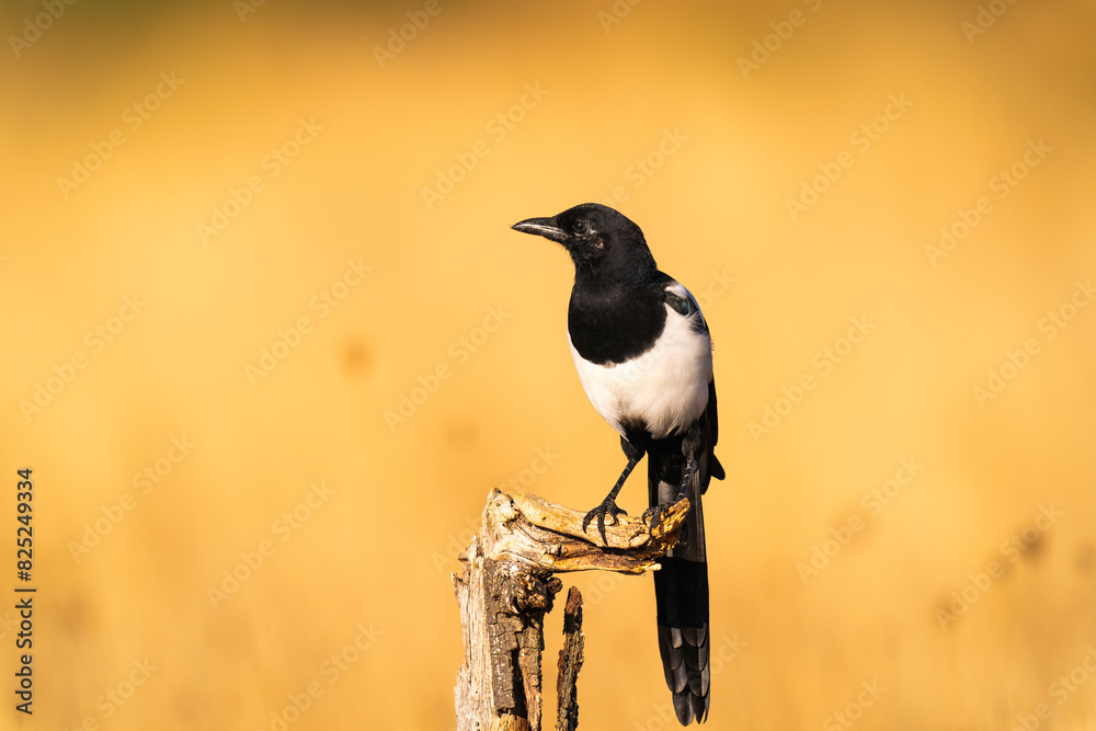Eurasian Magpie Sitting On A Branch Eurasian Magpie Sitting On A Branch