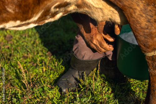 Farmer milking a cow photo