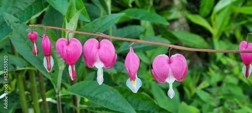 Bleeding heart plant or Lamprocapnos (dicentra) spectabilis photo