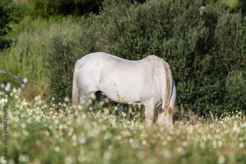 Φωτογραφία grazing horses, El Pozuelo, municipal district of Zalamea la Real, Huelva, Andal