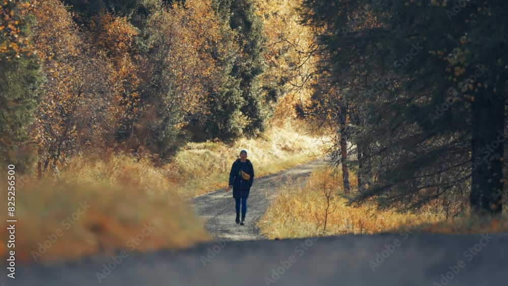 A woman walks a dog along the forest road. Autumn trees on both sides of the road. A woman walks a dog along the forest road. Autumn trees on both sides of the road.