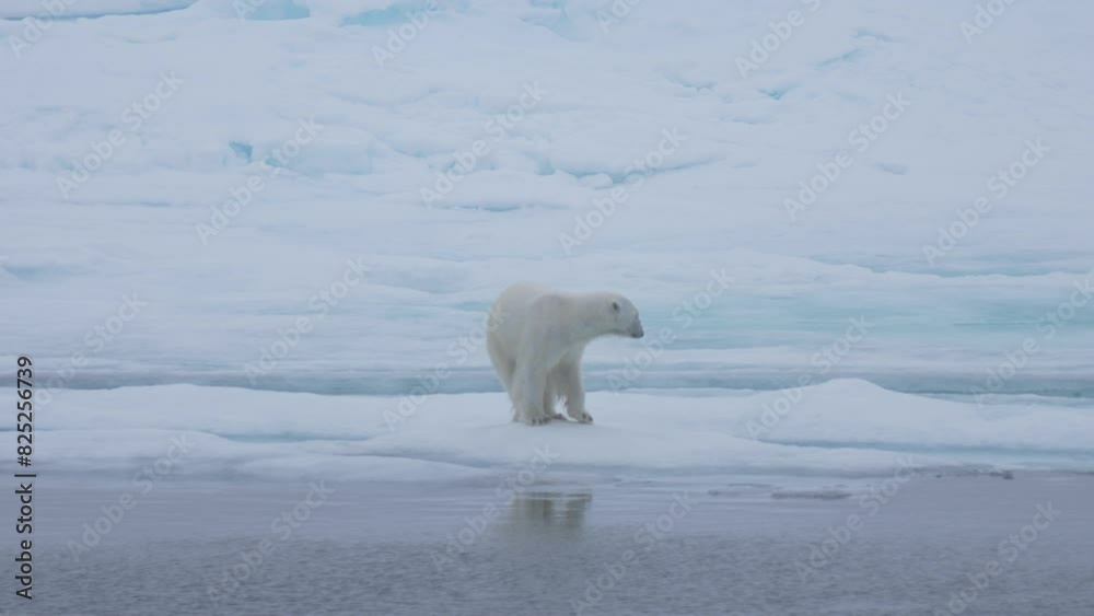 Lonely Polar Bear on Ice by Arctic Sea With Bird Flying By, Slow Motion Lonely Polar Bear on Ice by Arctic Sea With Bird Flying By, Slow Motion