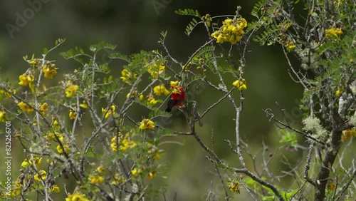 Iiwi bird or scarlet honeycreeper dips beak into yellow flower extracting nectar photo