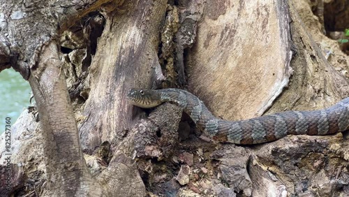 A harmless Nerodia sipedon water snake basks by Wilkey Waterfall, Kansas, USA. Concept of nature's tranquility and wildlife coexistence. photo