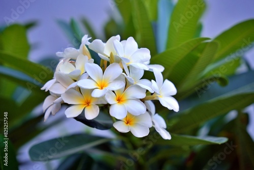 white frangipani flowers