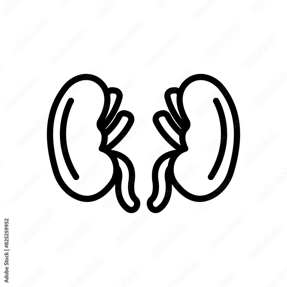 Kidney line icon. Human organ icon. Anatomy icon isolated on white background. Transparent background, minimalist symbol. Vector images