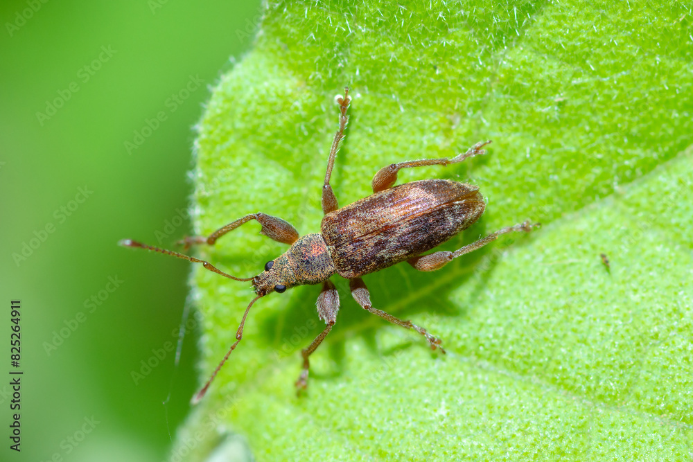 Broad-nosed weevil on a leaf, genus Phyllobius Broad-nosed weevil on a leaf, genus Phyllobius