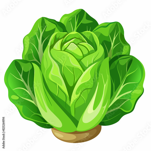 Green butter lettuce separated