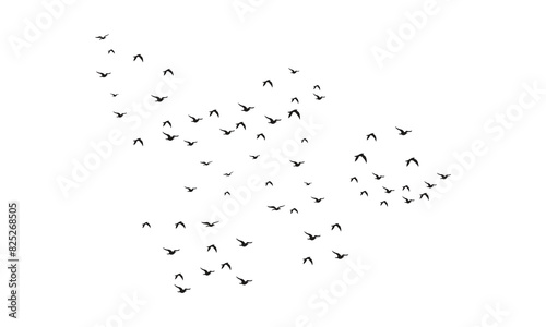 Flying Birds Vector And Illustration. 