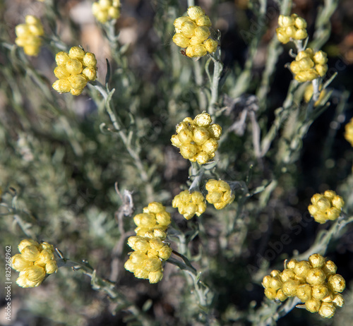 Macrophotographie de fleur sauvage - Immortelle commune - Helichrysum stoechas photo